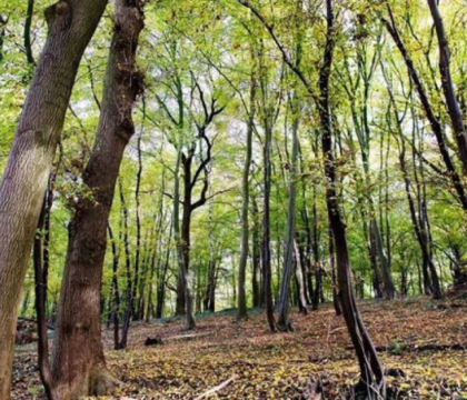 Aux arbres citoyens !