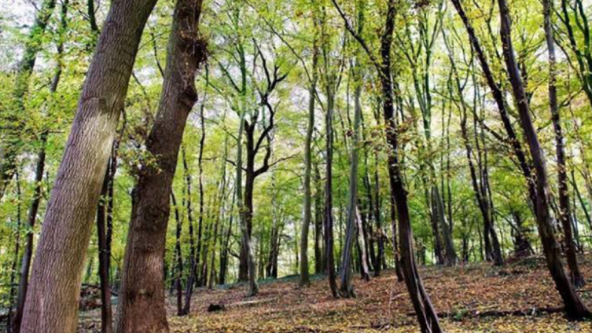 Aux arbres citoyens !