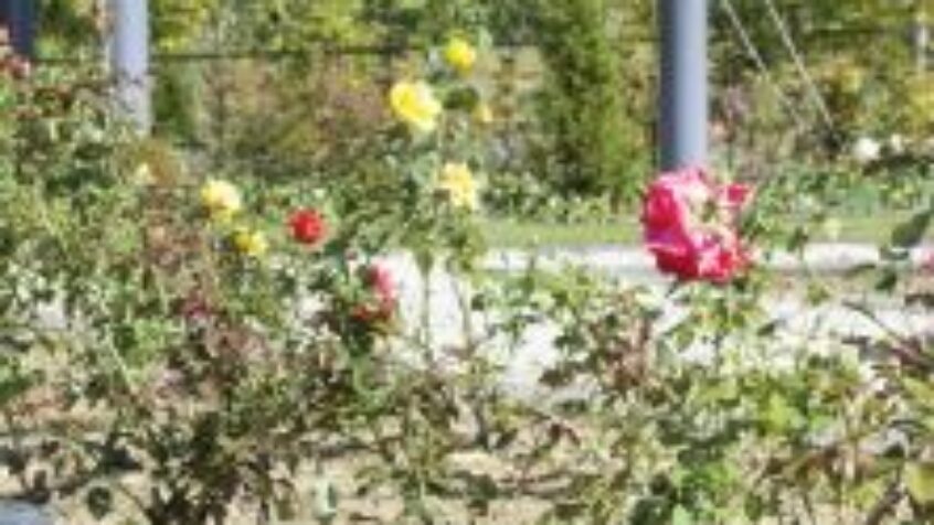 Leur mission au crématorium : faire résonner la Parole de Dieu