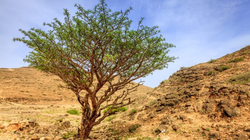 Victime des conflits et du réchauffement climatique : L’encens, un trésor en voie d’extinction