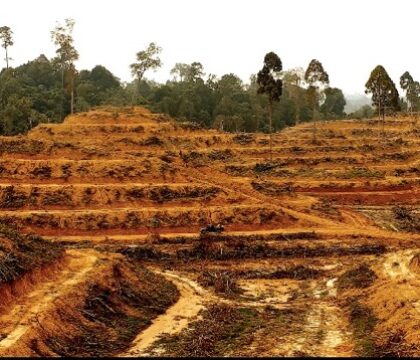 Déforestation : 14 fois la Belgique disparue en 13 ans