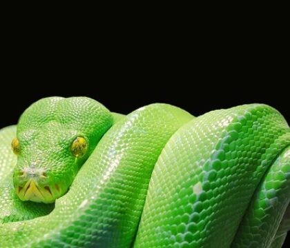 AUDIO – « Une question à la foi » : les animaux dans la Bible