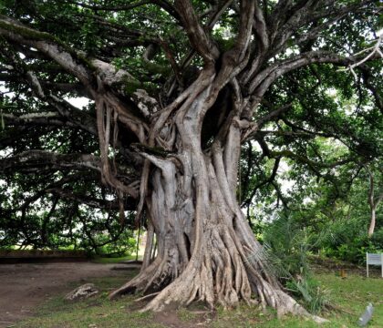 La Rhizosphère, créateur de liens