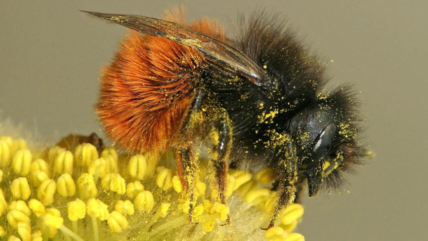 Soyez créateurs de biodiversité!