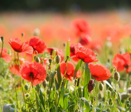 Inscrivez-vous à une retraite… florale !