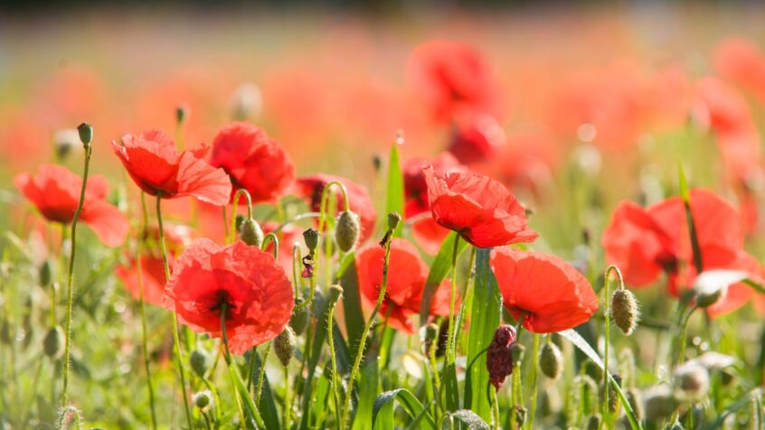 Inscrivez-vous à une retraite… florale !