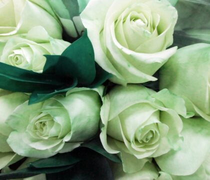 Namur: Messe et bénédiction de roses
