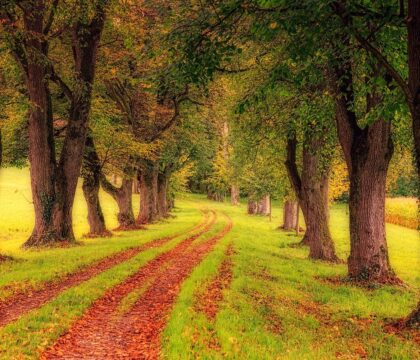 Lancement d&rsquo;une série vidéo éco-spirituelle : Des Arbres qui marchent