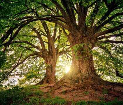 RADIO – Il était une foi… Des arbres qui marchent