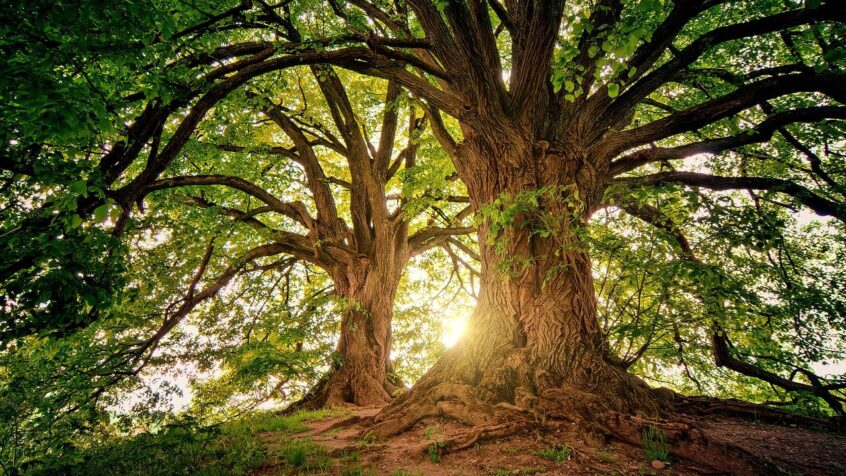 RADIO – Il était une foi… Des arbres qui marchent