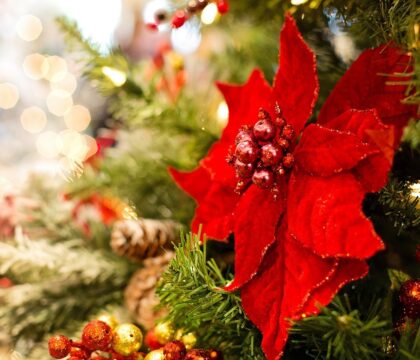 La rose de Noël : poinsettia ou hellébore ?