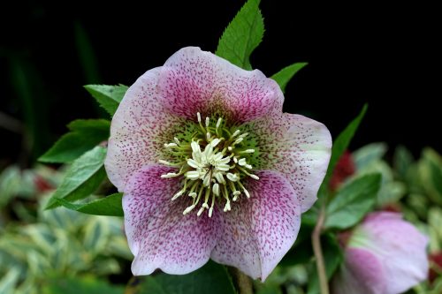 © Sonja Kalee L'Hellébore qui est la véritable rose de Noël une plante vivace très rustique d’origine d’Europe Centrale. Elle atteint environ 30 cm de hauteur, avec des feuilles vert foncé et des fleurs blanches tournant au rose en fin de floraison. Cette plante d’extérieur demande très peu d’entretien et peut tout à fait fleurir chez nous en Belgique. © Sonja Kalee