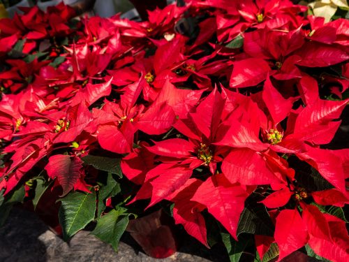 © Hot-Sun Le poinsettia doit impérativement être conservée à l’intérieur. « C’est une fleur fragile qui craint le froid et le gel. On évite donc aussi les courants d’airs », explique Josepha Kuipers, fleuriste. « Mais sinon, c’est une plante très facile d’entretien. Elle demande très peu d’eau, au risque de perdre toutes ses feuilles. De l’eau tiède de préférence ».