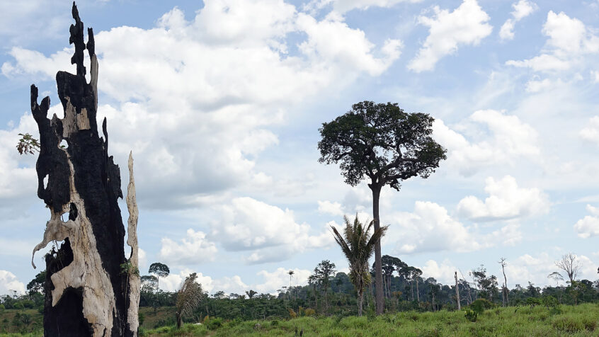 Au Brésil, le sort de l&rsquo;Amazonie fait partie des préoccupations électorales