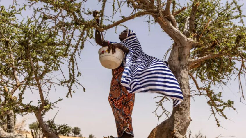 RADIO – Il était une foi… La crise alimentaire au Sahel et dans la Corne de l&rsquo;Afrique