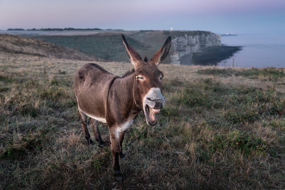 A la découverte du bestiaire biblique