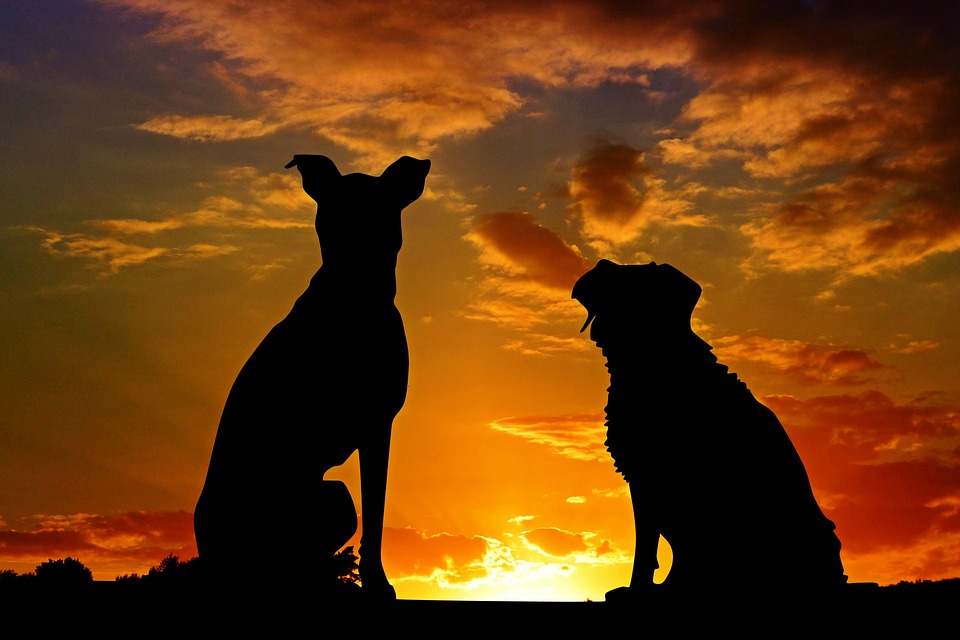 Comment penser le rapport hommes-animaux avec la Bible