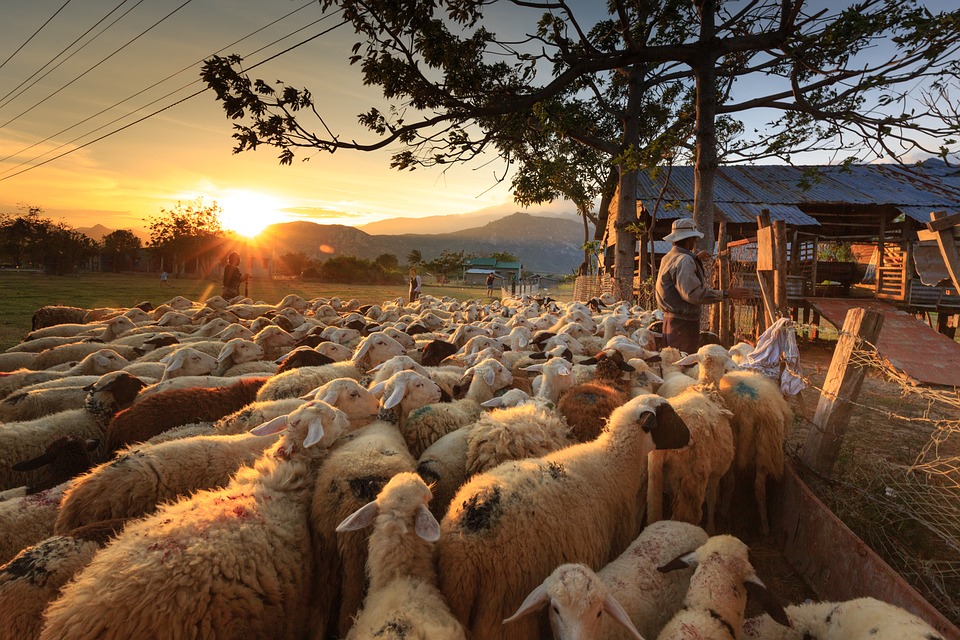 Comment penser le rapport hommes-animaux avec la Bible