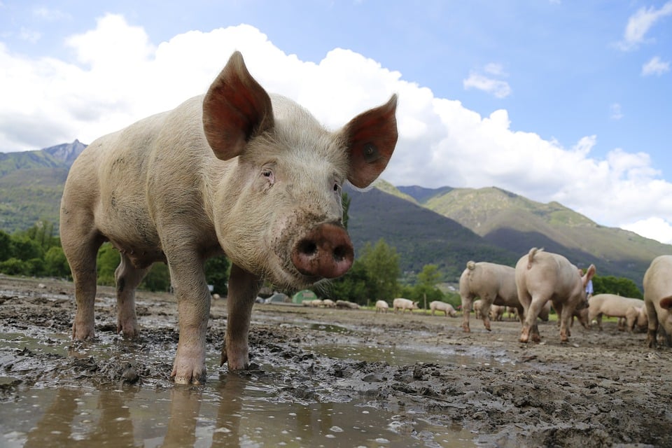 A la découverte du bestiaire biblique