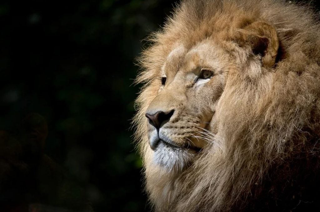 A la découverte du bestiaire biblique