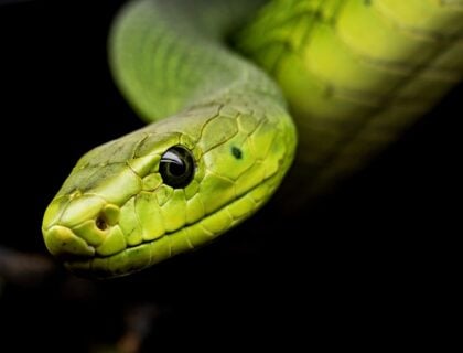 Découvrons la symbolique des animaux bibliques