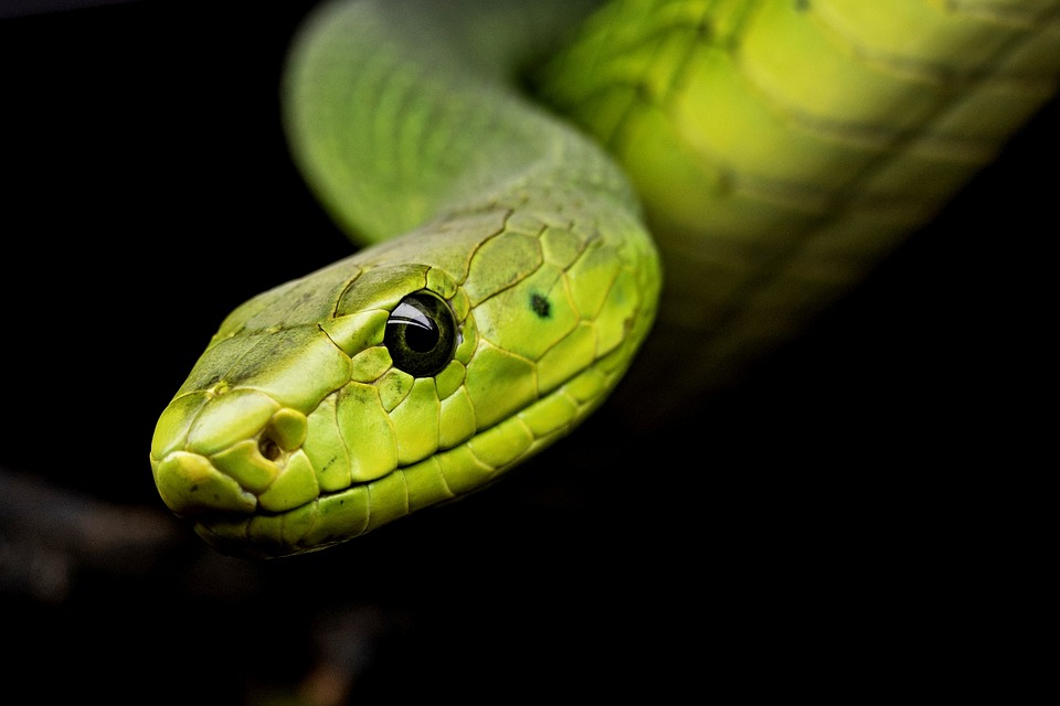 A la découverte du bestiaire biblique