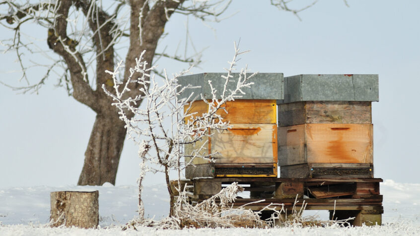 « Comme une ruche en hiver… »