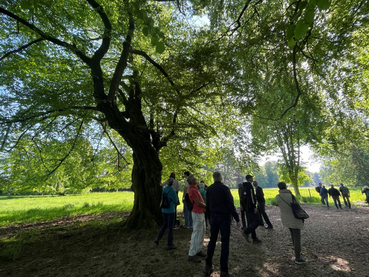 Photo d'un groupe de personne près d'un arbre majestueux