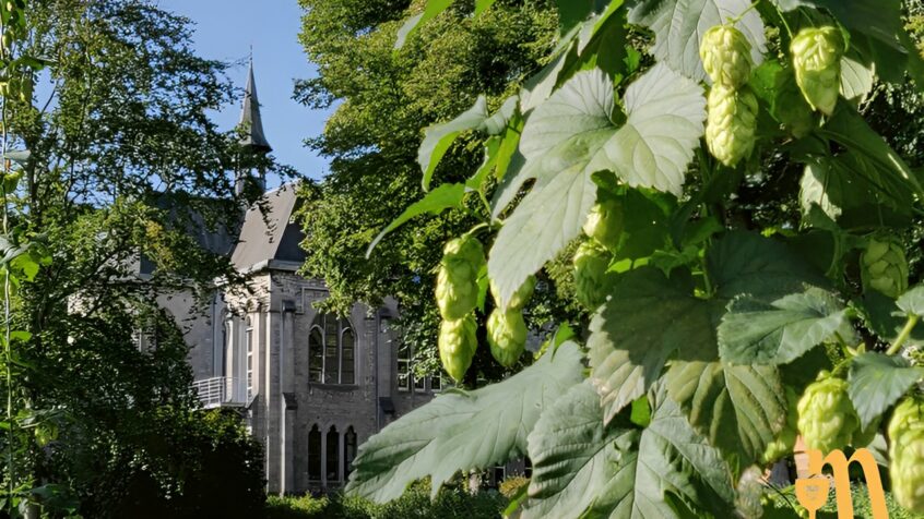 Venez assister aux premières vendanges du houblon à l’Abbaye de Maredsous
