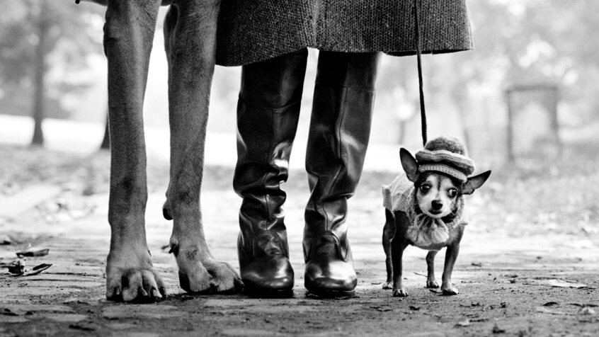 Expo photo : L’humour et l’humanité d’Eliott Erwitt