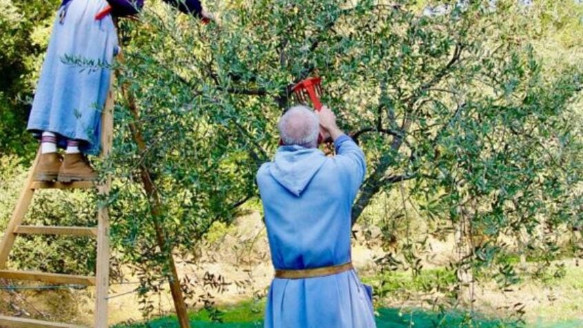 A l’abbaye du Barroux, le moulin à huile d’olive tourne à plein régime