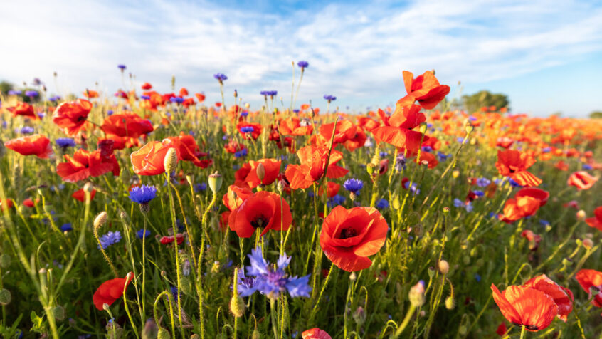 Chronique : Le don des coquelicots