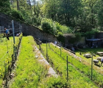 En immersion dans le sacré vignoble de Villers-la-Vigne (Brabant Wallon)