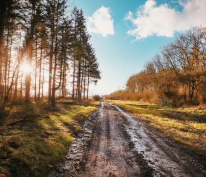 Changer nos pratiques pour sauver la forêt