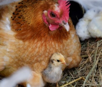 Maman poule