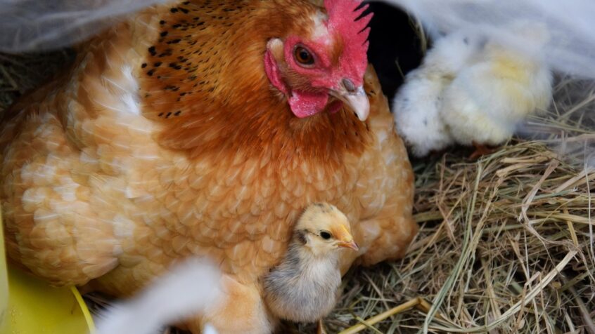 Maman poule