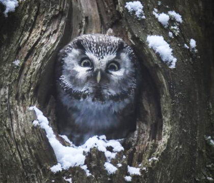 Au cinéma, « Le chant des forêts » continue d&rsquo;émerveiller le public