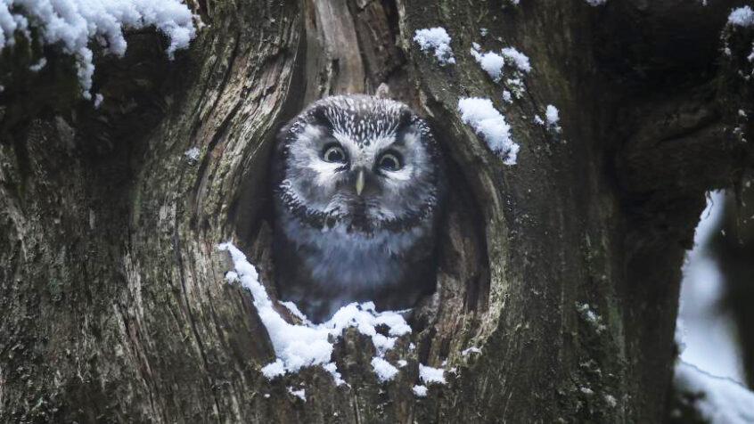 Au cinéma, « Le chant des forêts » continue d&rsquo;émerveiller le public