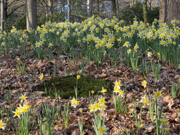 Marcher-Prier en forêt de Soignes-Rando des jonquilles
