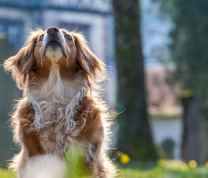 Elles donnent leur hostie à un chien: pourquoi cet évêque suisse ne prononce aucune sanction ?