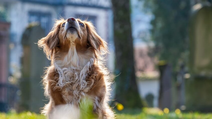 Elles donnent leur hostie à un chien: pourquoi cet évêque suisse ne prononce aucune sanction ?