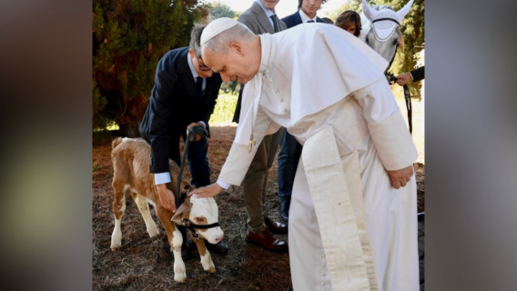 Saviez-vous que le Pape possède une ferme ?